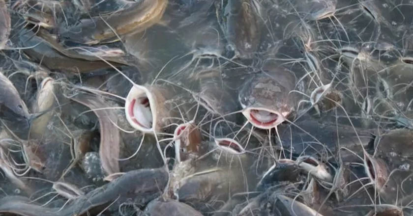 Hukum menjual ikan lele, ikan tak bersisik, cumi-cumi dan seafood tertentu bagi pengikut Ahlul Bait as
